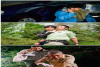 gang_tie_cong_lin_zhong_de_dou_shi_tong_hua