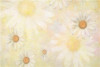 mu_ni_hei_de_jing_zhun_fu_pin